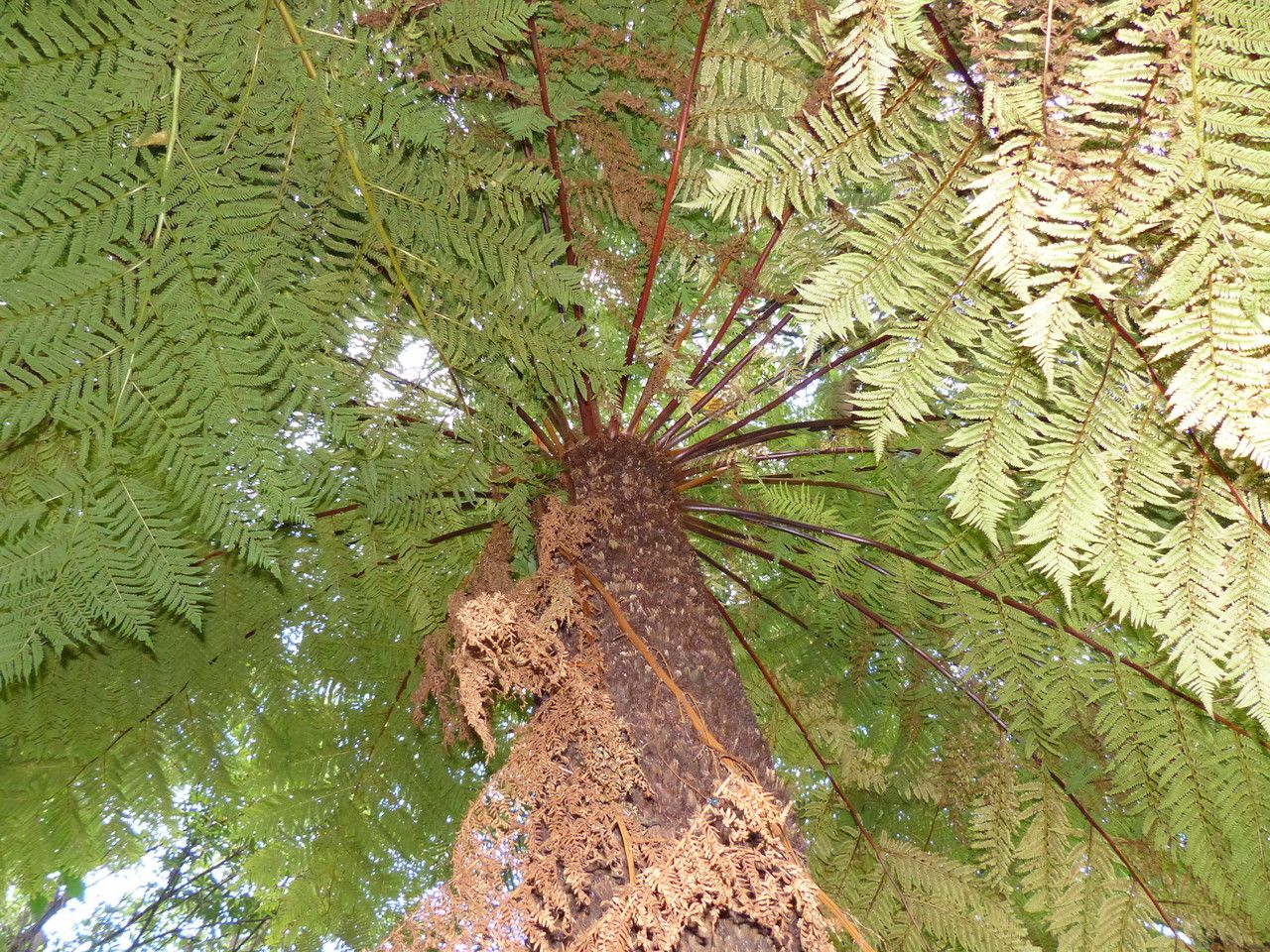 Alsophila dregei — houseplant care guide