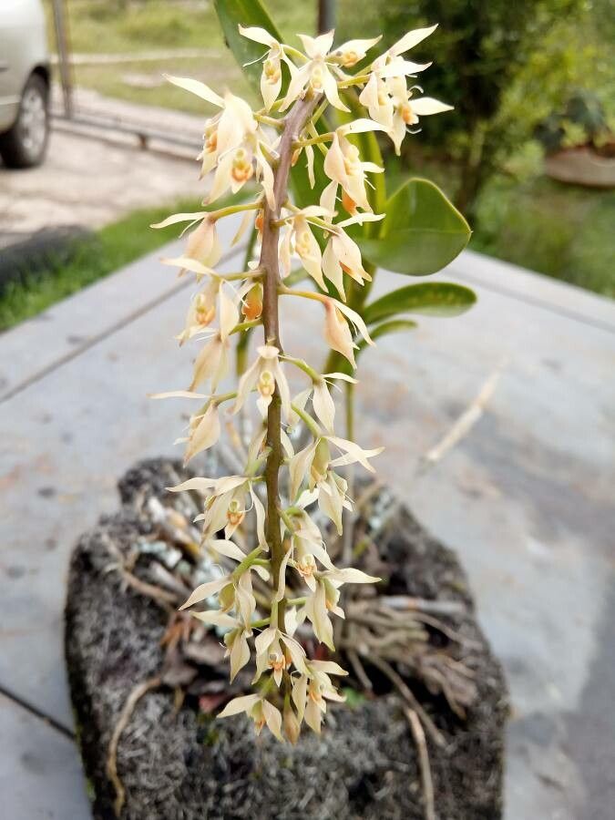 Eria rostriflora leaf