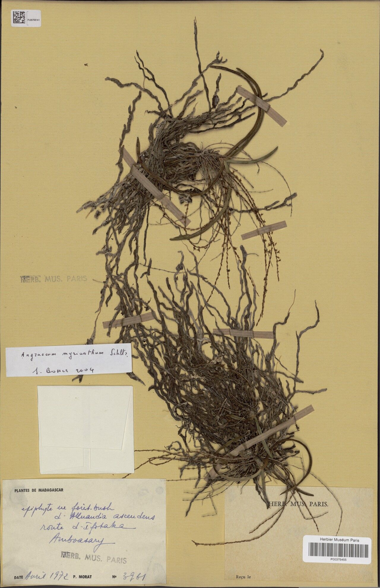 Angraecum myrianthum — houseplant care guide