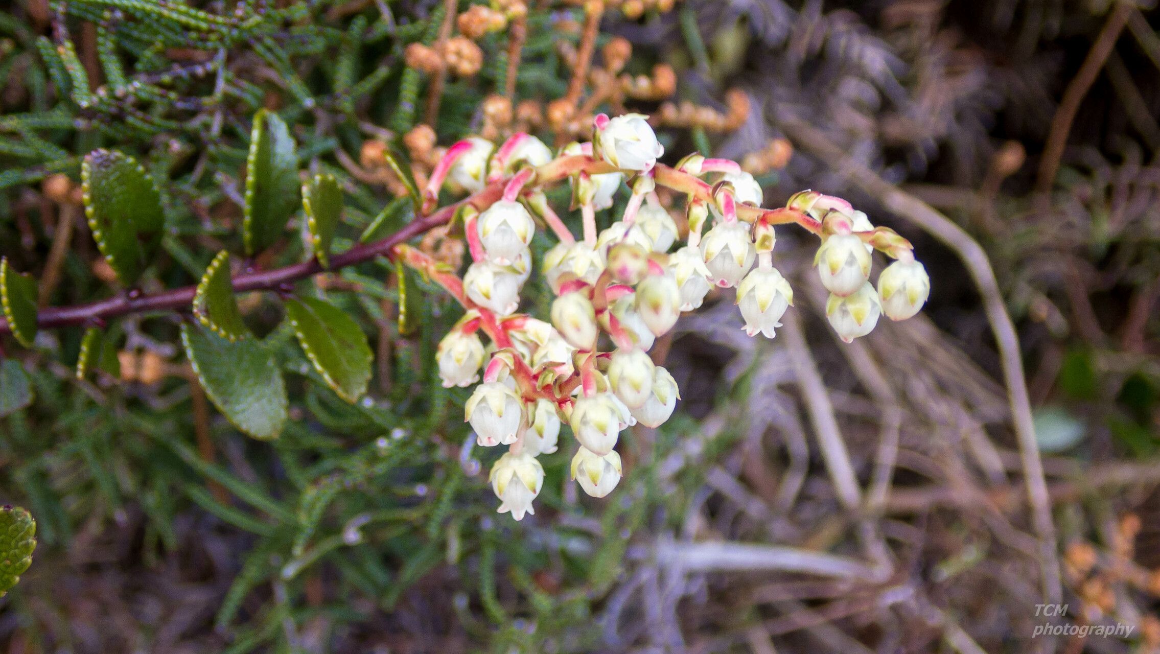 Gaultheria crassa