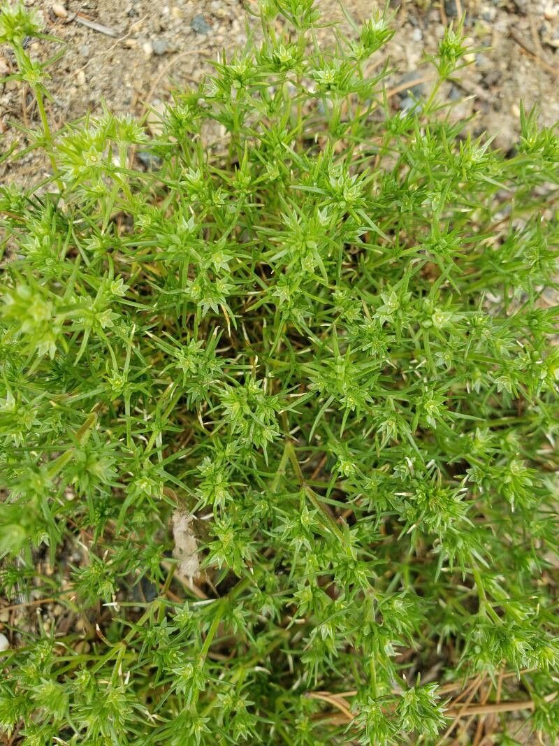 Scleranthus annuus leaf