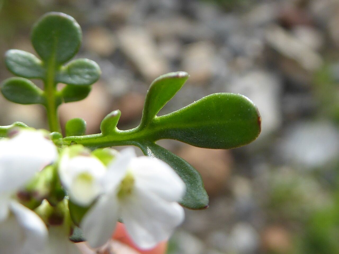 Cardamine resedifolia — search result for 'Cardamine'