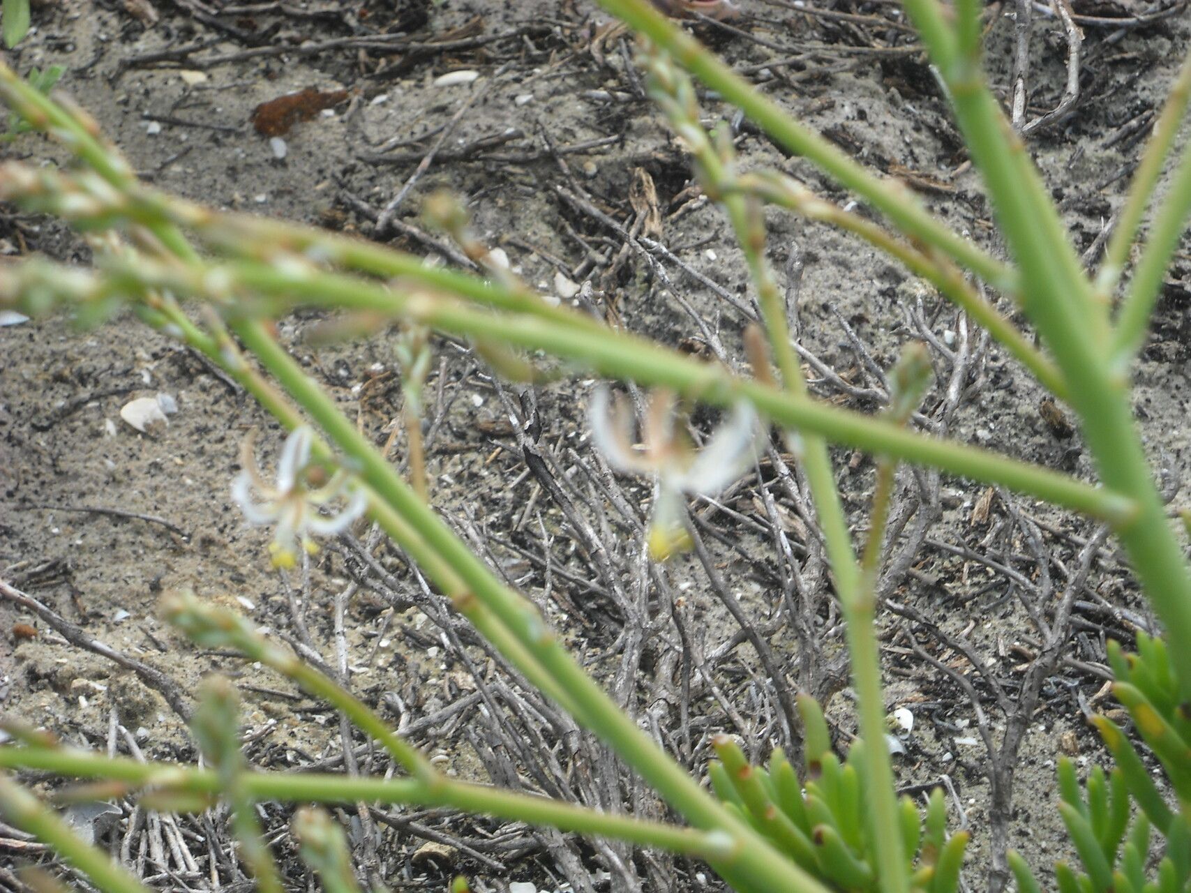 Trachyandra revoluta flower