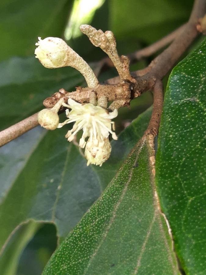Croton guatemalensis flower