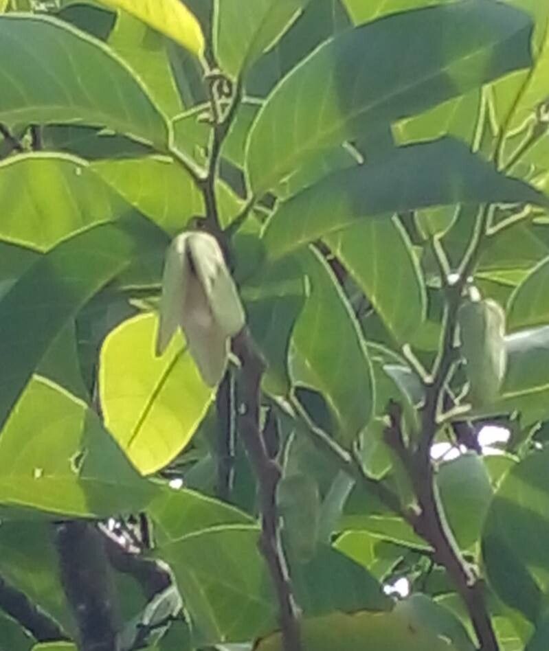 Annona × atemoya flower