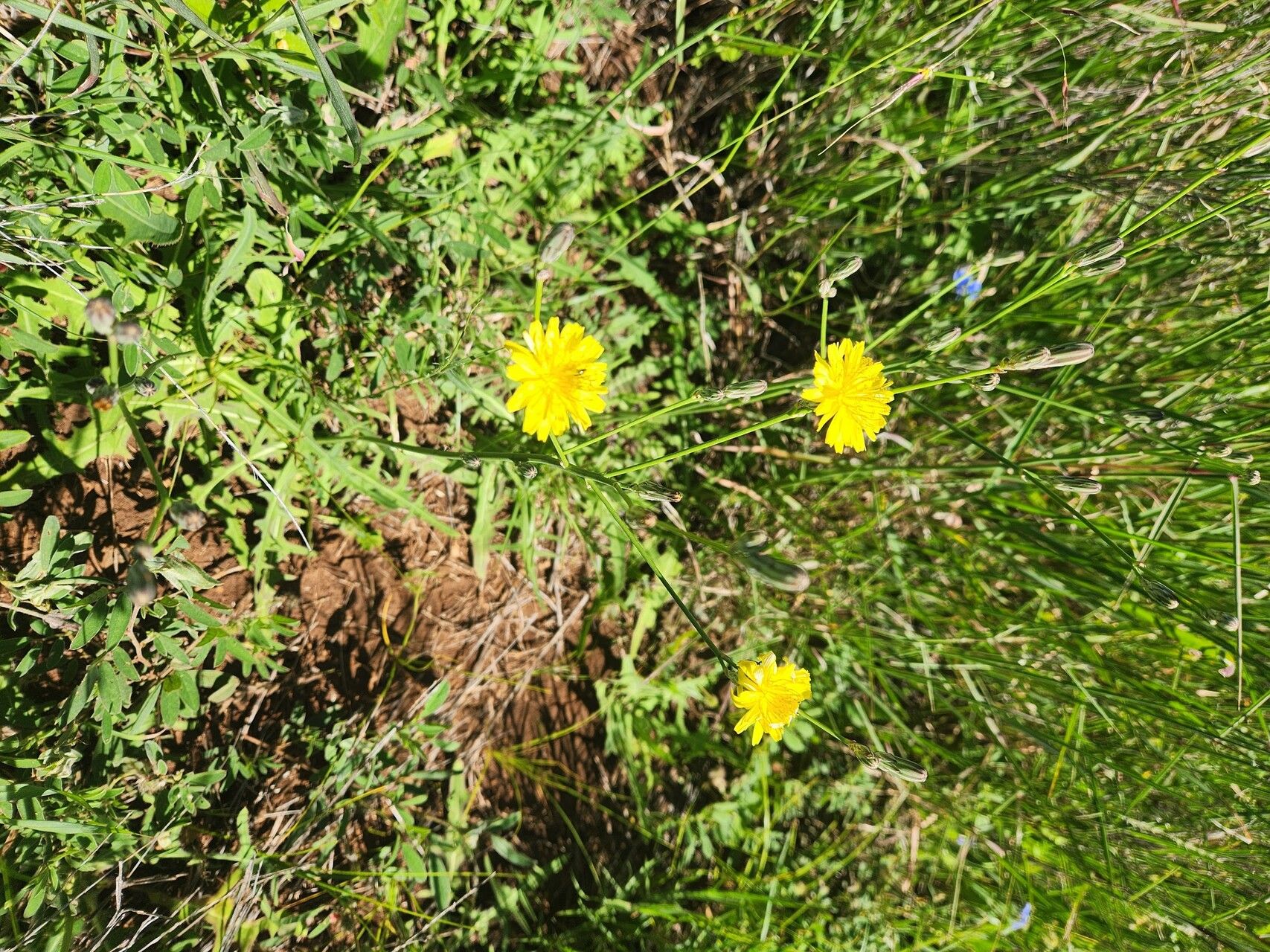 Launaea petitiana habit