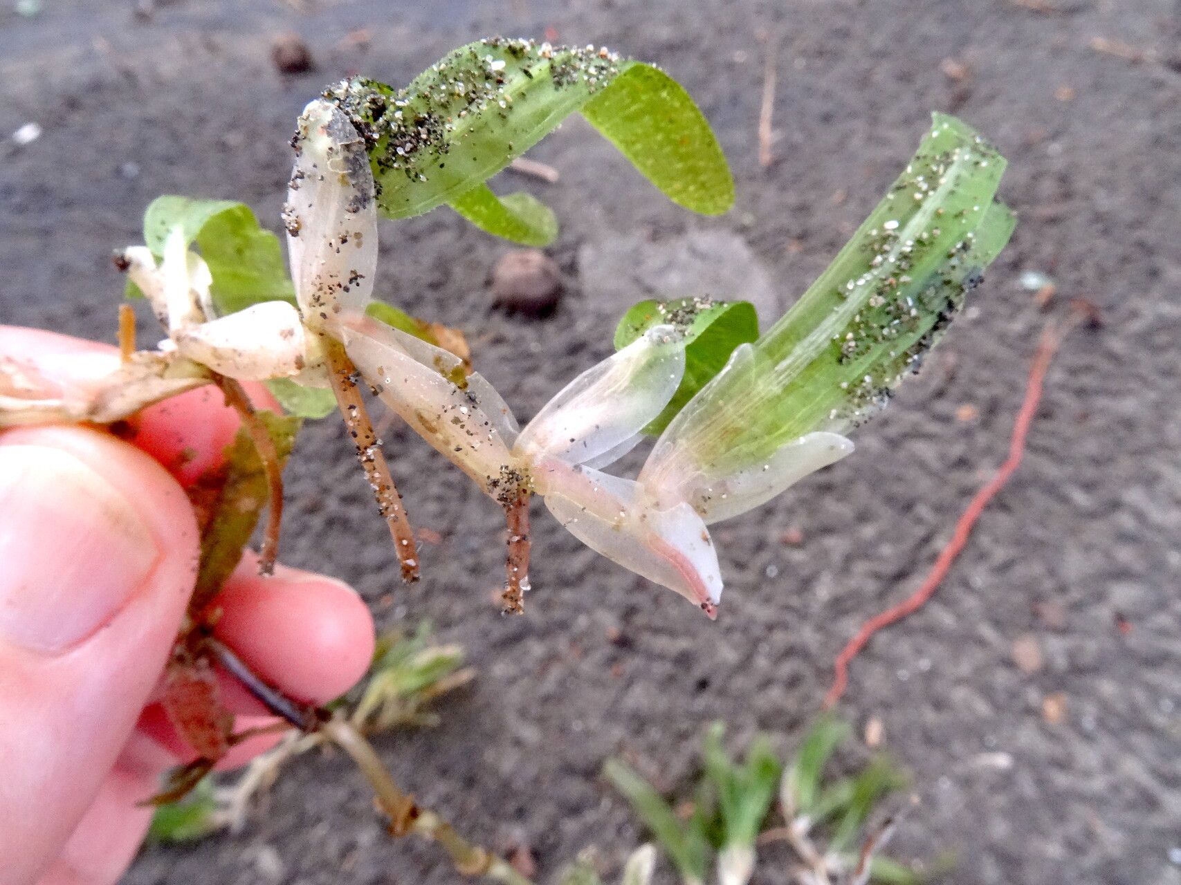 Halophila stipulacea habit