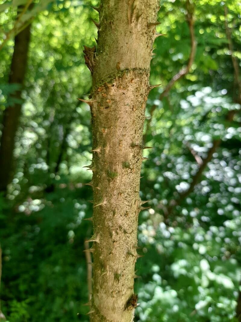 Aralia chinensis bark