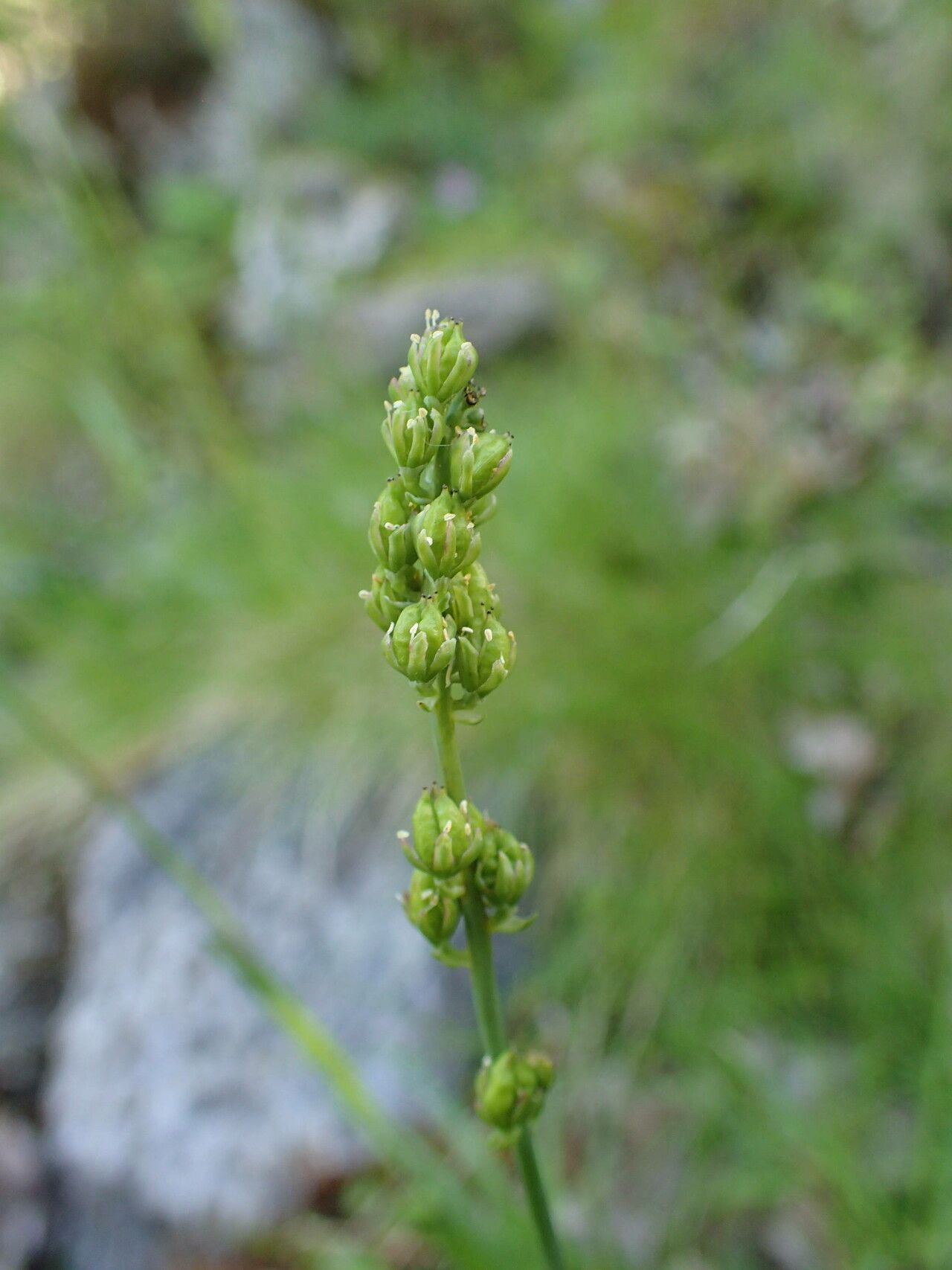 Tofieldia calyculata flower