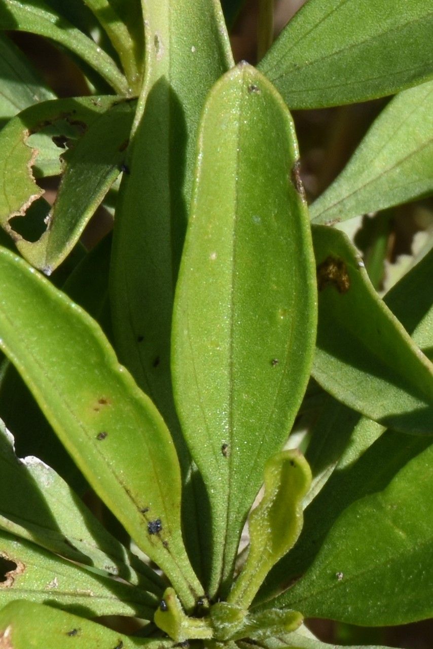 Psiadia viscosa — houseplant care guide