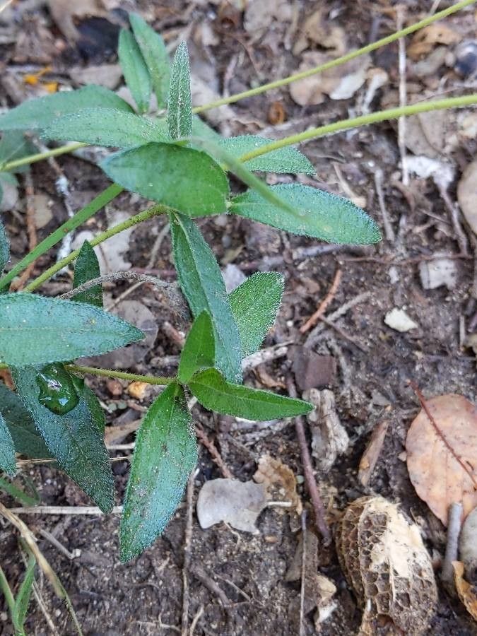 Viguiera dentata — houseplant care guide