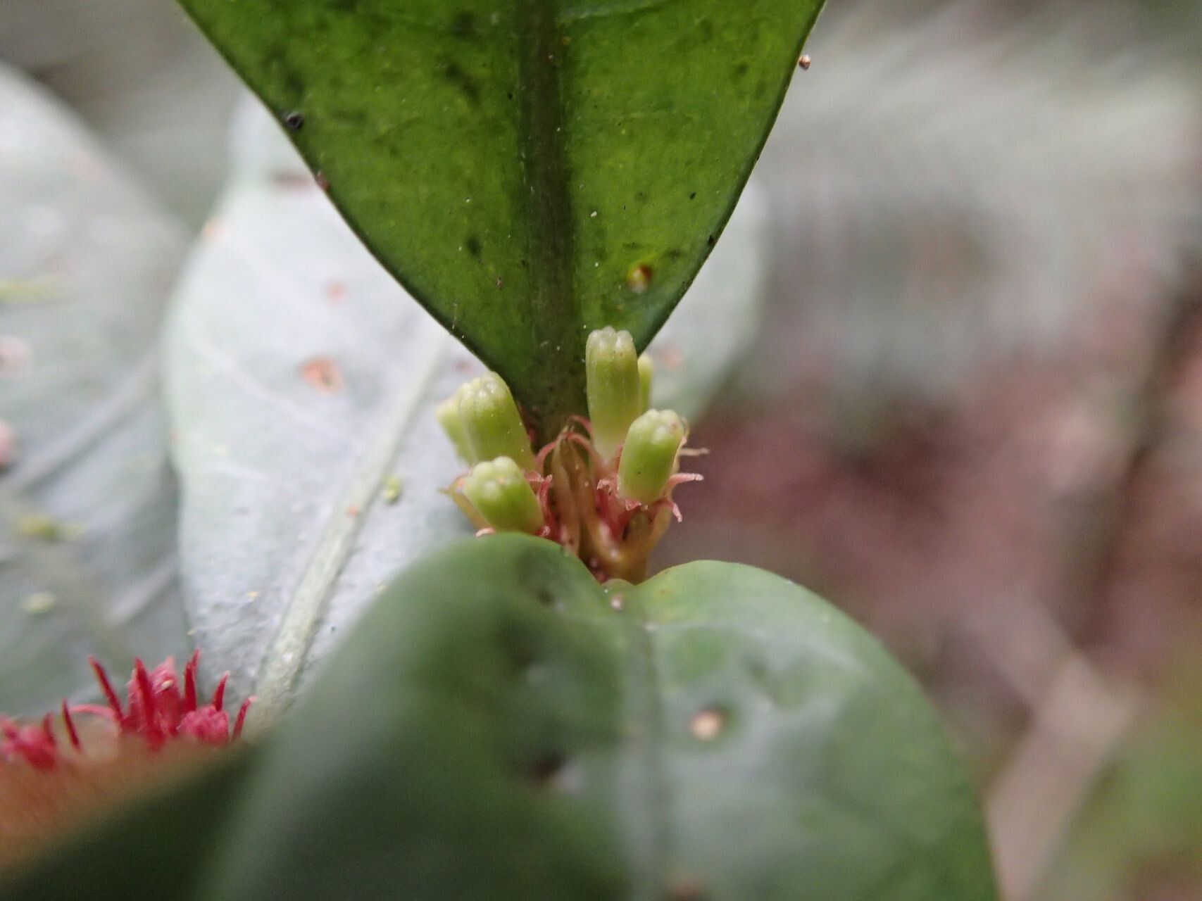 Psychotria microglossa fruit