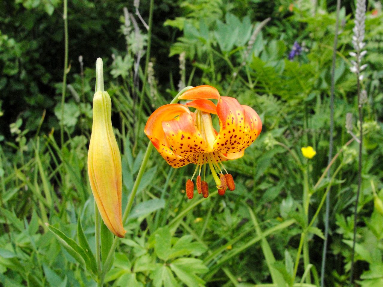 Lilium kelleyanum — search result for 'Lilium'