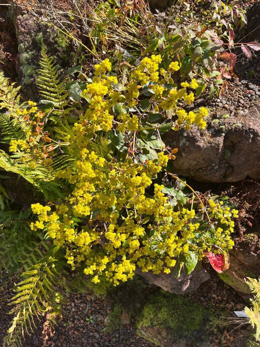 Eriogonum allenii flower
