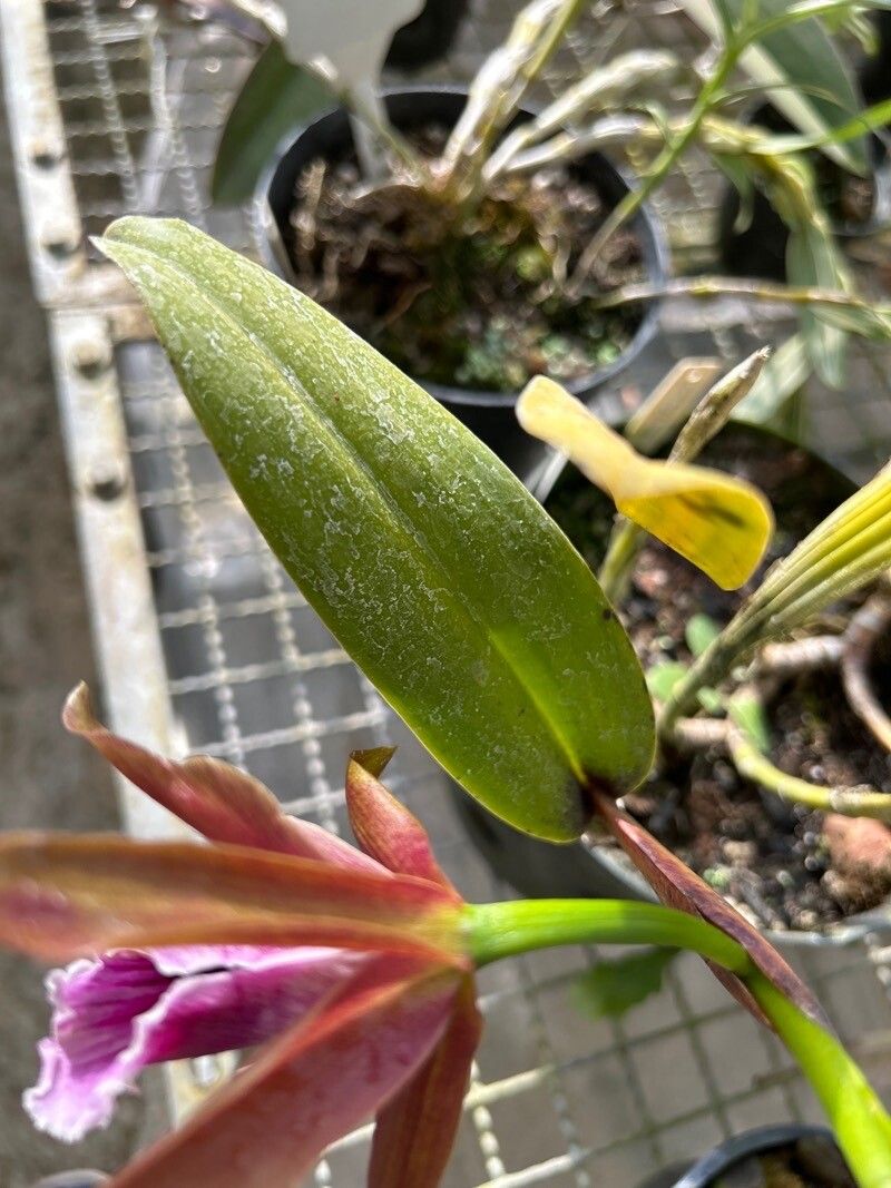 Cattleya tenebrosa — houseplant care guide