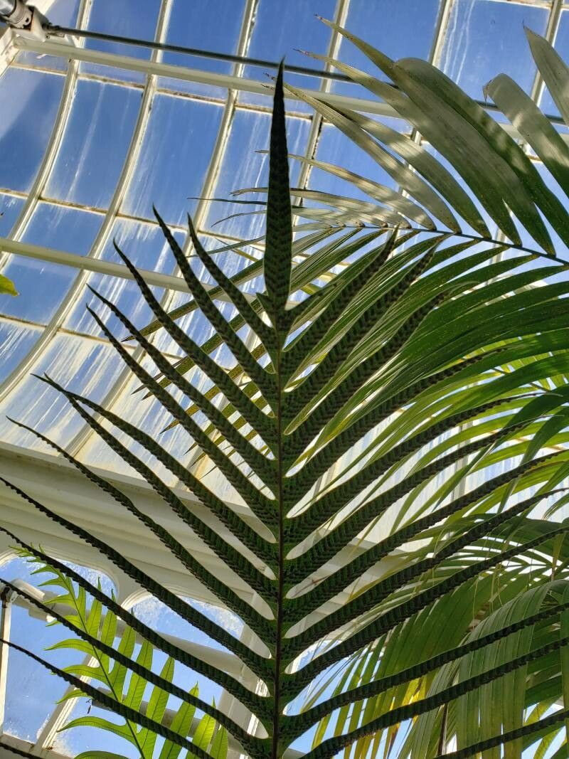 Drynaria coronans fruit