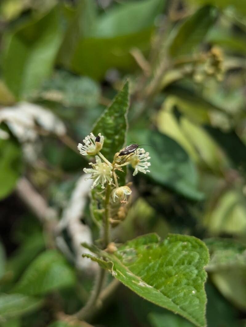 Croton anomalus — houseplant care guide