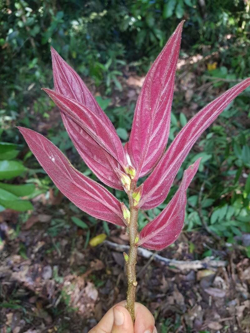 Columnea raymondii — houseplant care guide