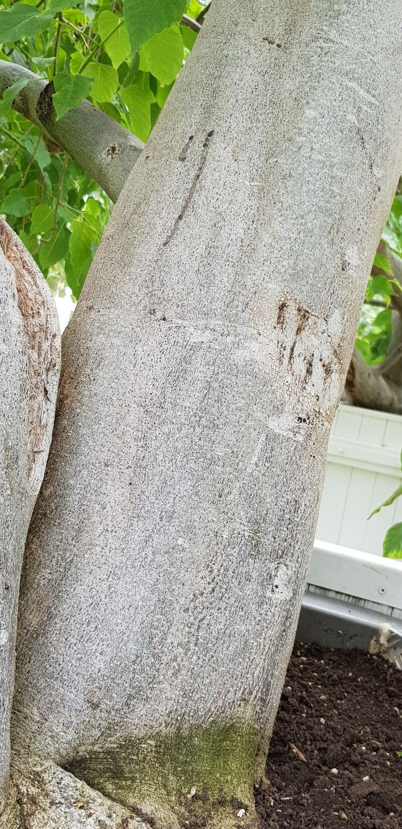 Ipomoea intrapilosa bark