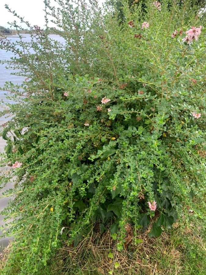 Escallonia virgata habit