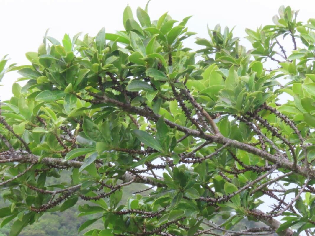 Myrsine pellucidopunctata — houseplant care guide