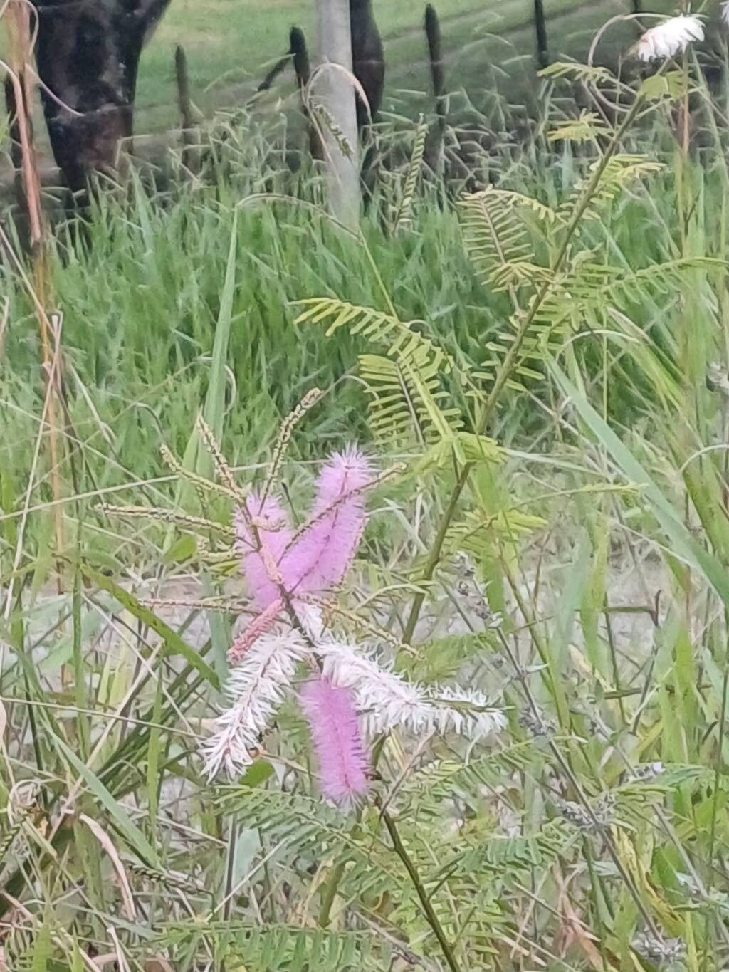 Mimosa invisa — search result for 'Mimosa'