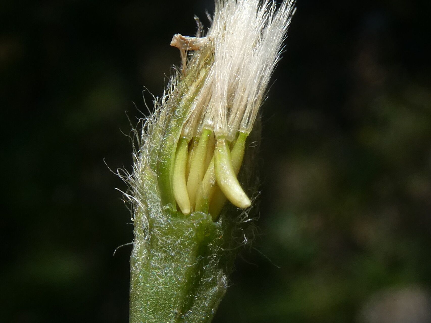Scorzoneroides duboisii fruit