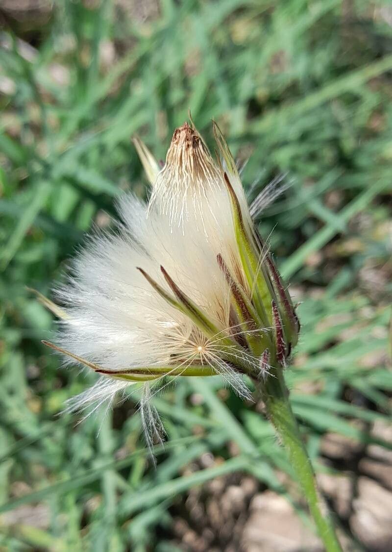 Hypochaeris pampasica fruit