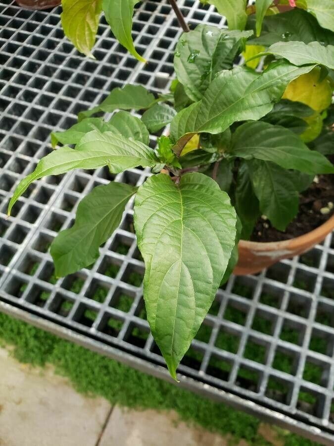 Justicia carnea — search result for 'Acanthaceae'