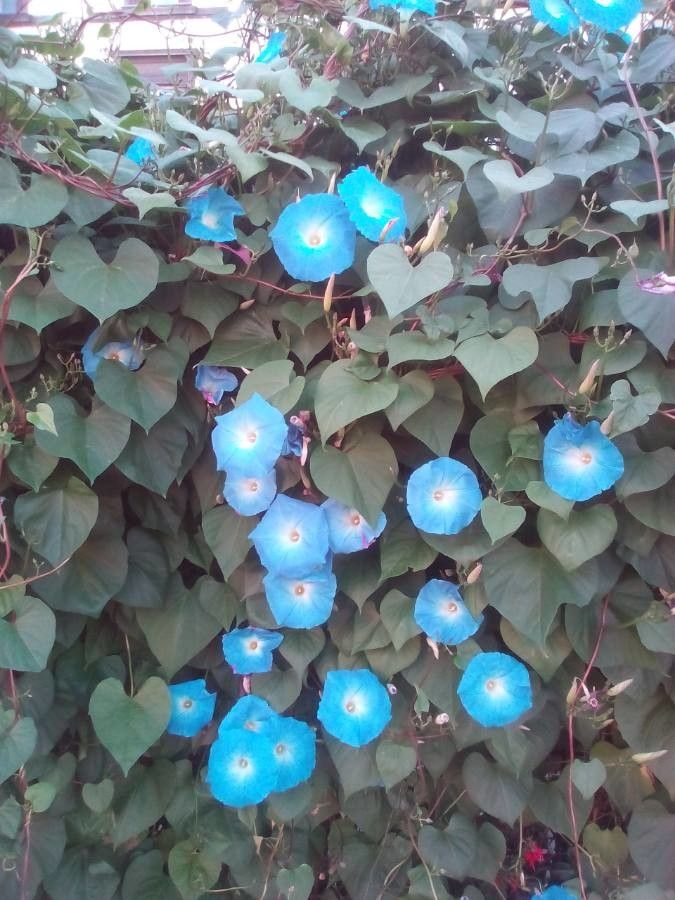 Ipomoea tricolor habit