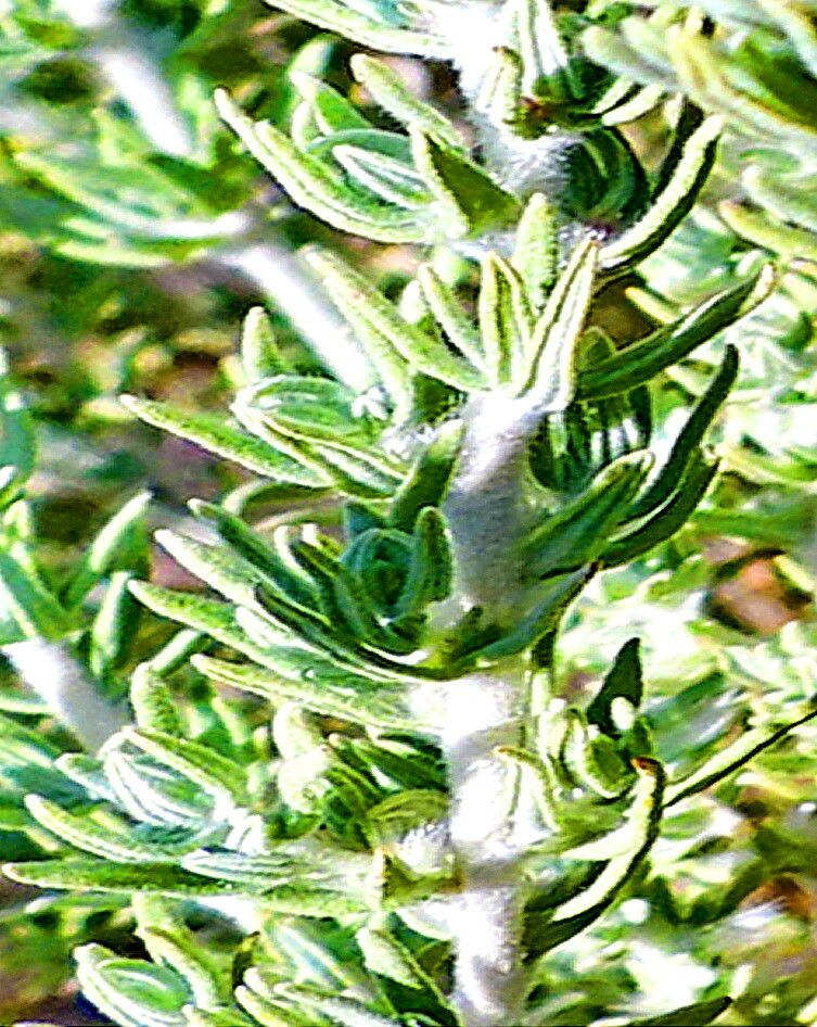 Krascheninnikovia lanata — related species from the same genus