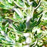 Krascheninnikovia lanata