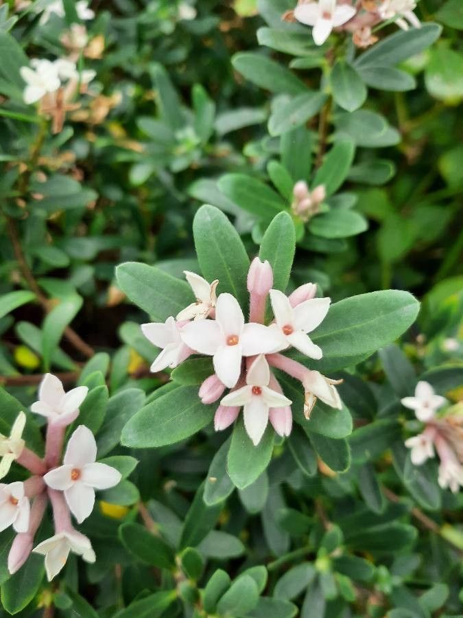 Daphne tangutica flower