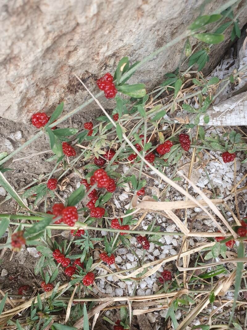 Alternanthera sessilis fruit
