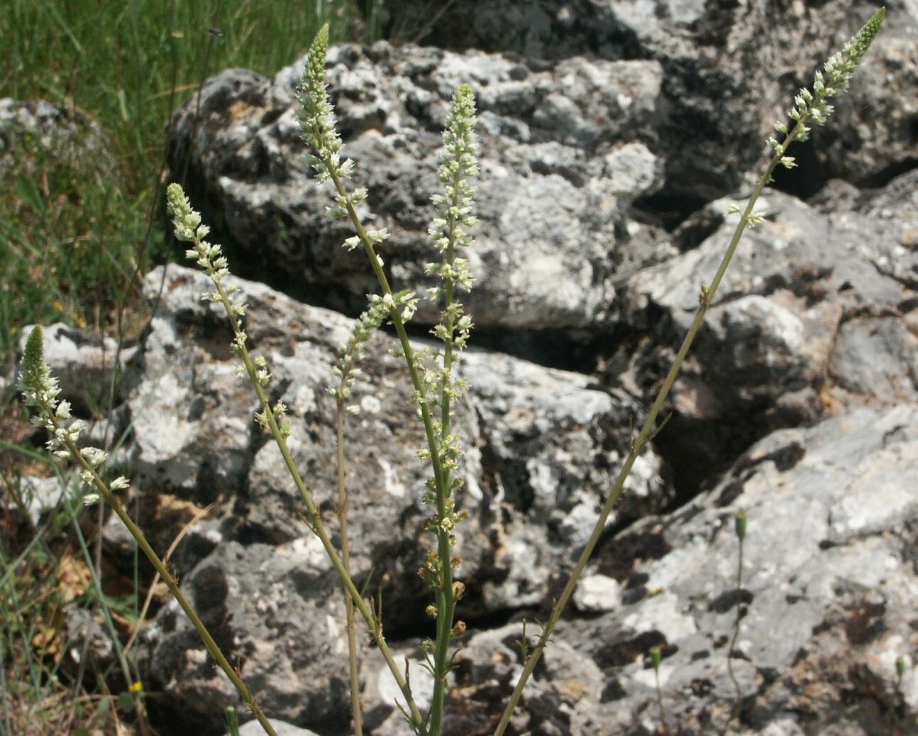 Reseda undata flower