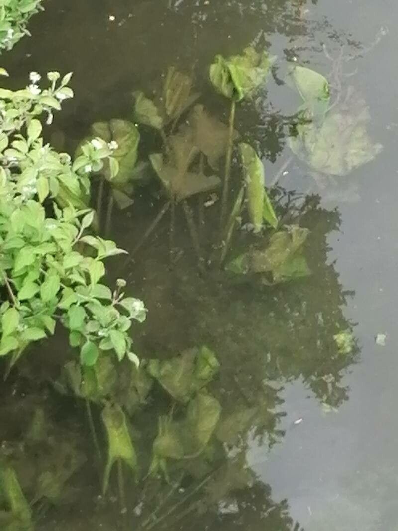Potamogeton lucens leaf
