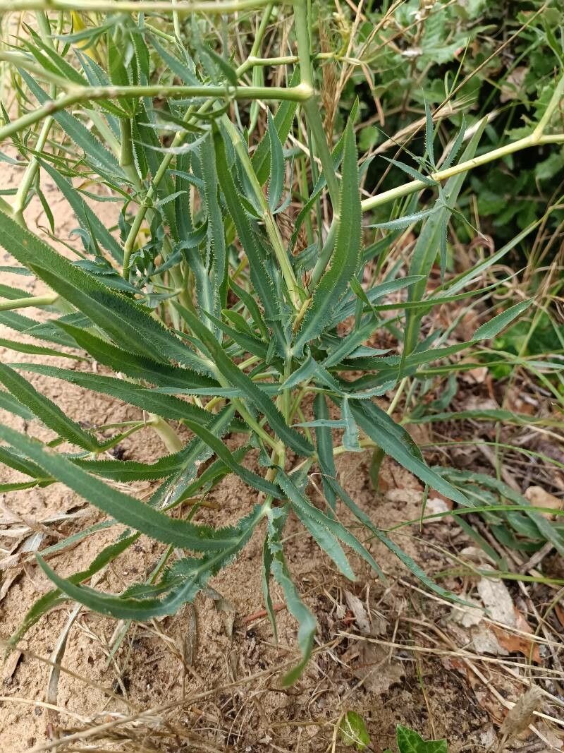 Falcaria vulgaris — search result for 'The Middle East'
