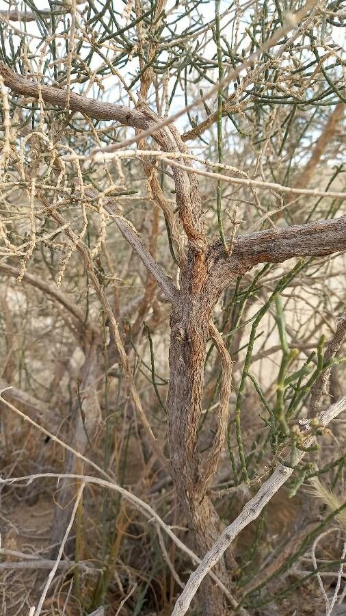 Haloxylon salicornicum bark