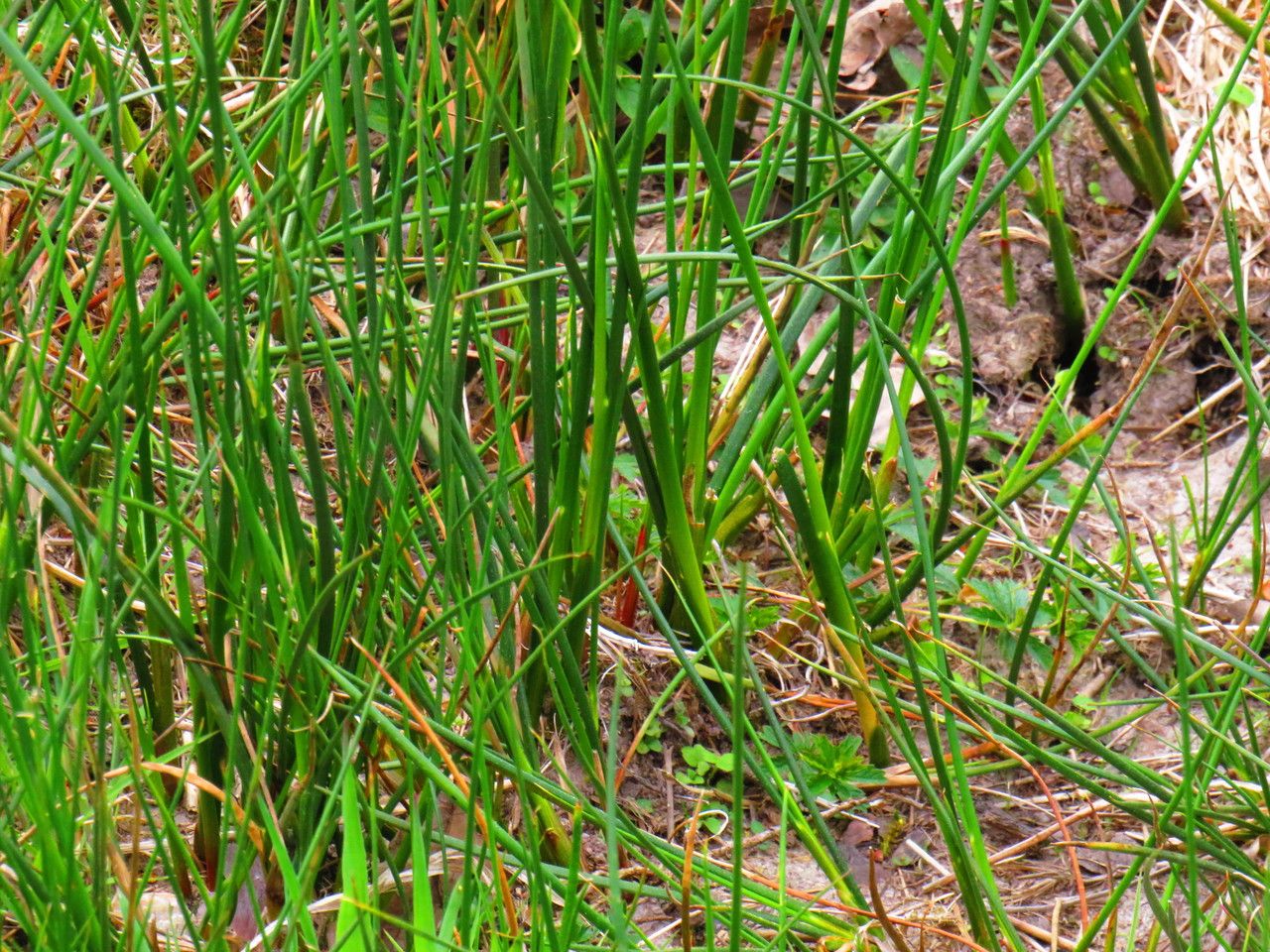 Eleocharis elegans leaf