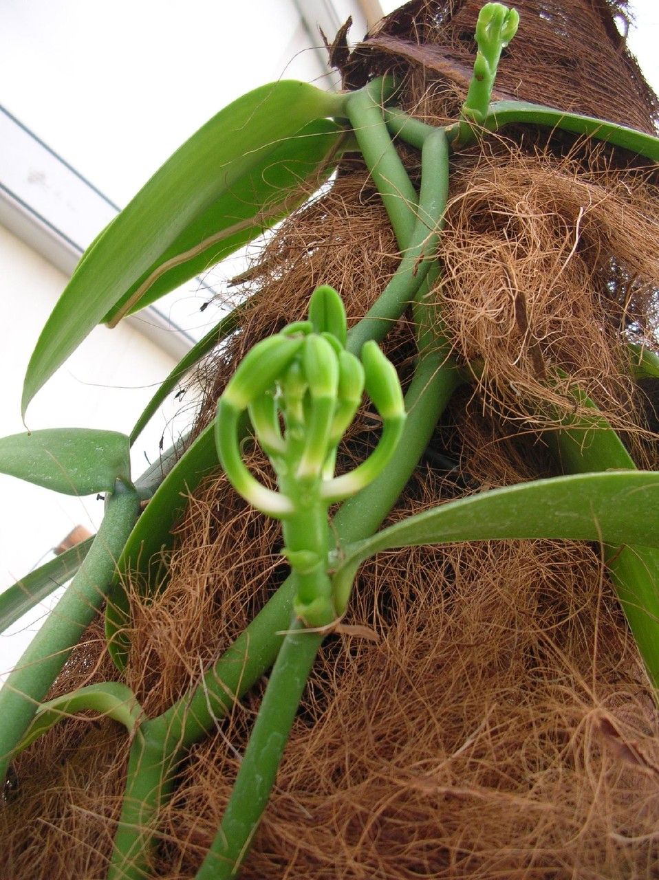 Vanilla odorata flower