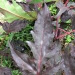 Acer tataricum subsp. ginnala