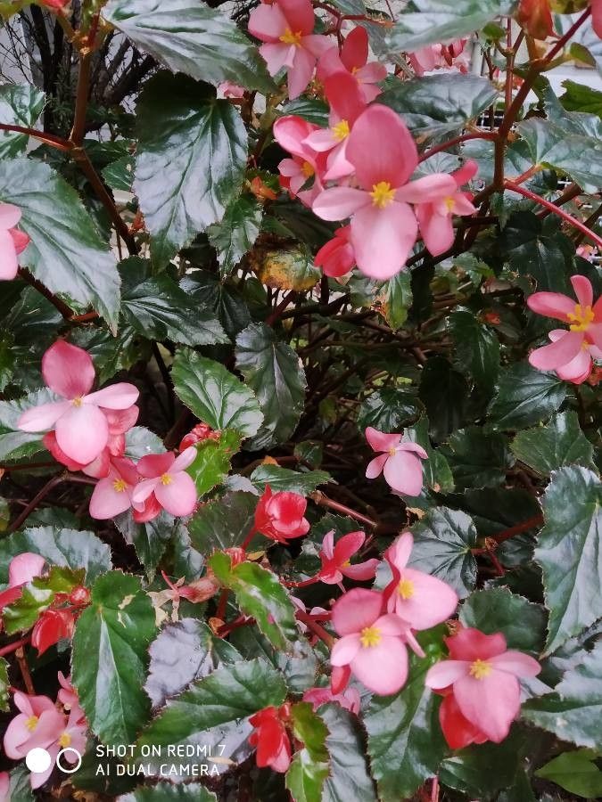 Begonia x semperflorens fruit