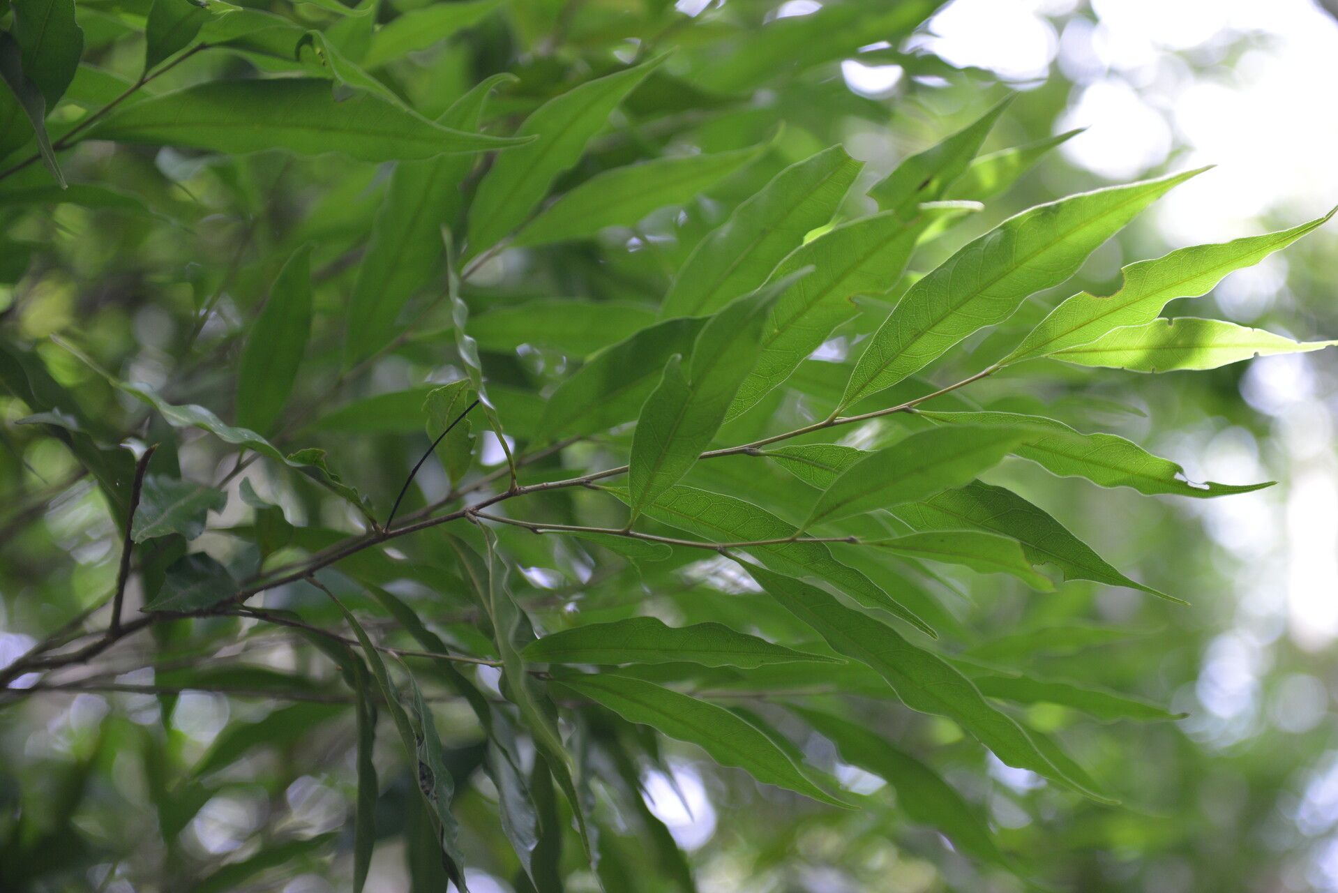 Dichapetalum morenoi — houseplant care guide