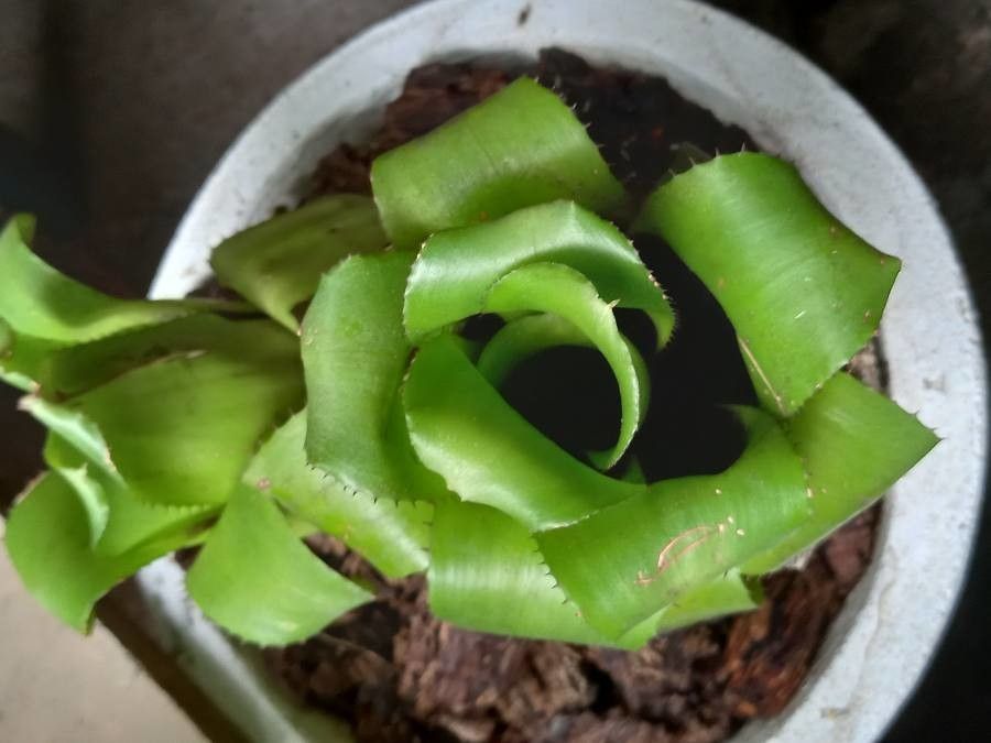 Neoregelia mooreana — houseplant care guide