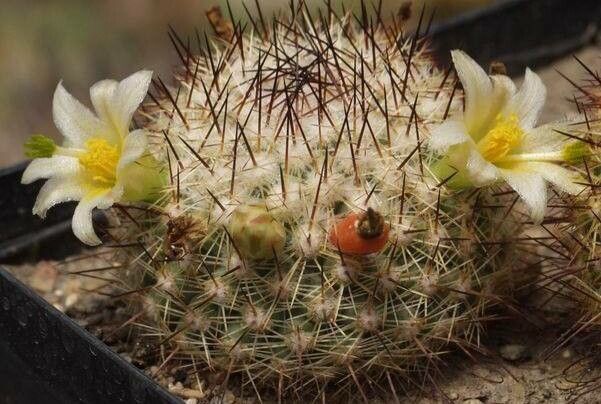 Cochemiea palmeri flower