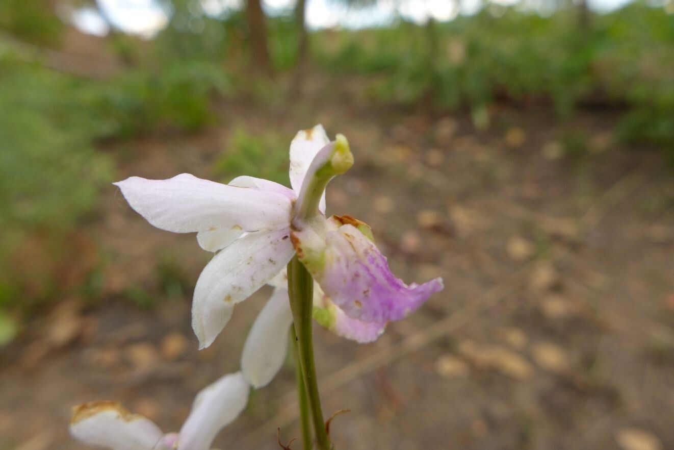 Eulophia livingstoneana flower
