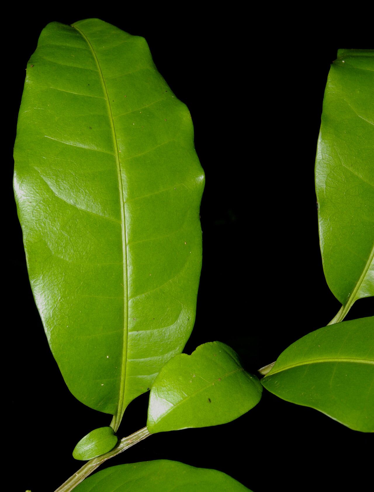 Solanum tuerckheimii — houseplant care guide