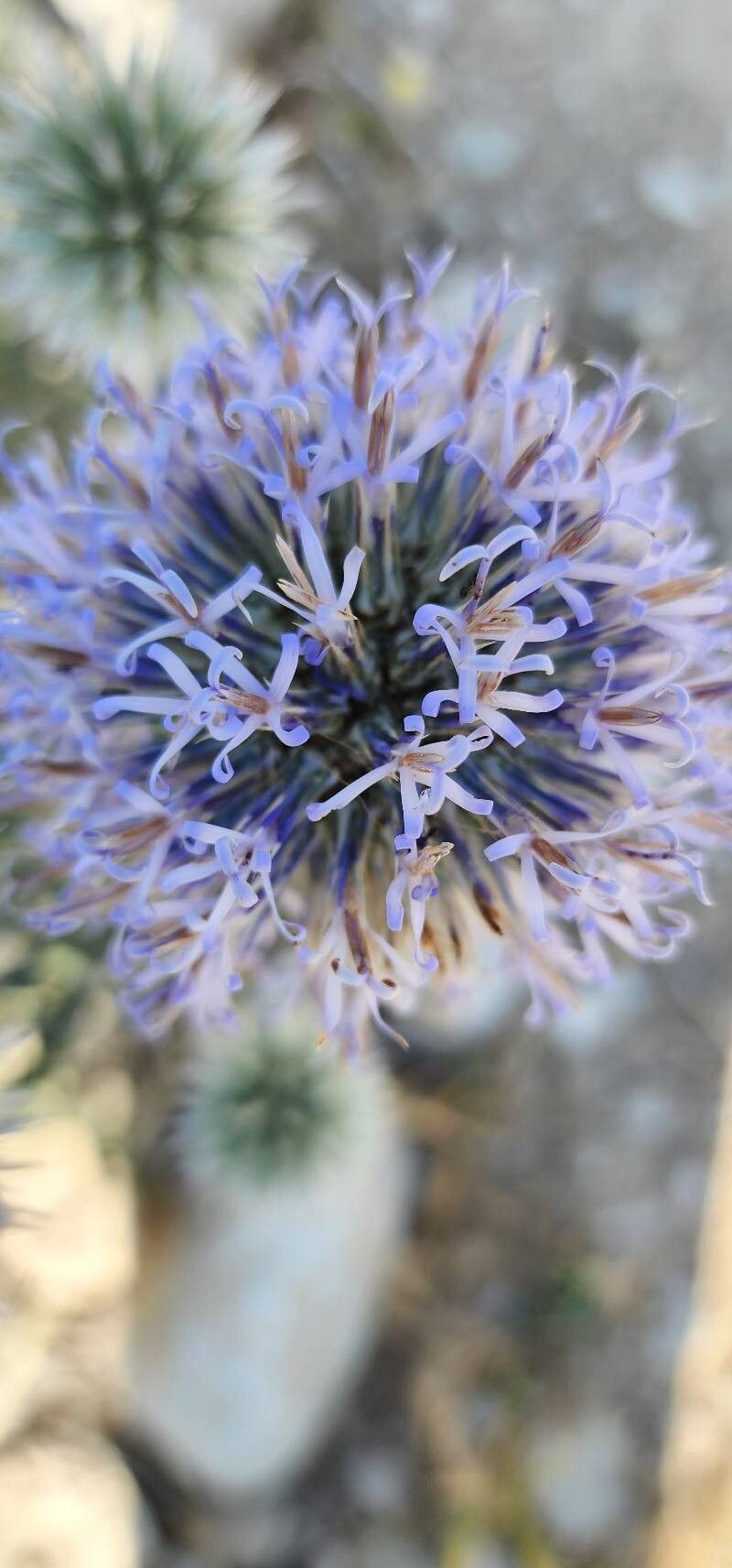 Echinops orientalis flower