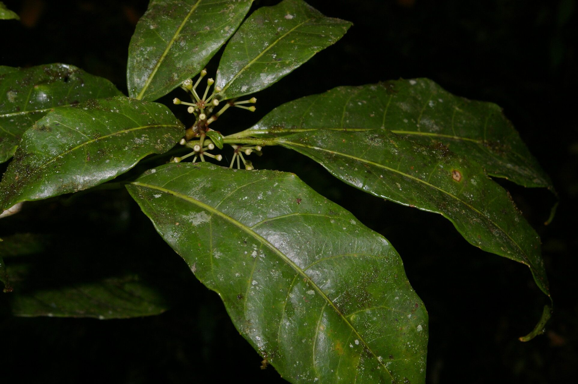 Dendropanax querceti flower