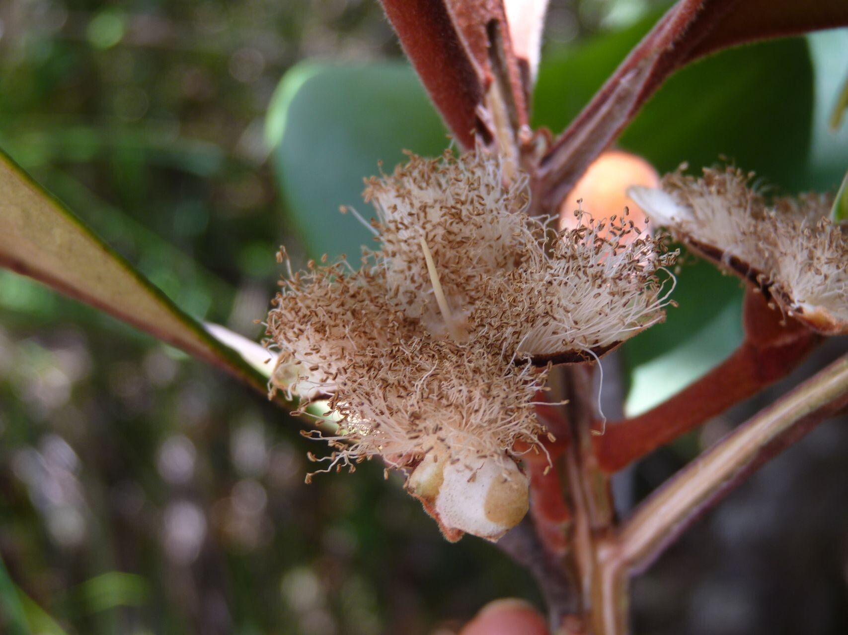 Eugenia veillonii fruit